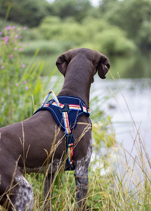 Joules - Rainbow Dog Harness