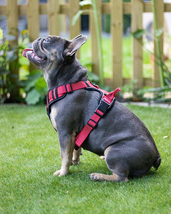 Red Reflective Harness
