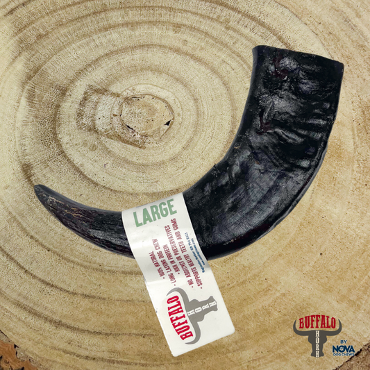 Buffalo Horn- Large