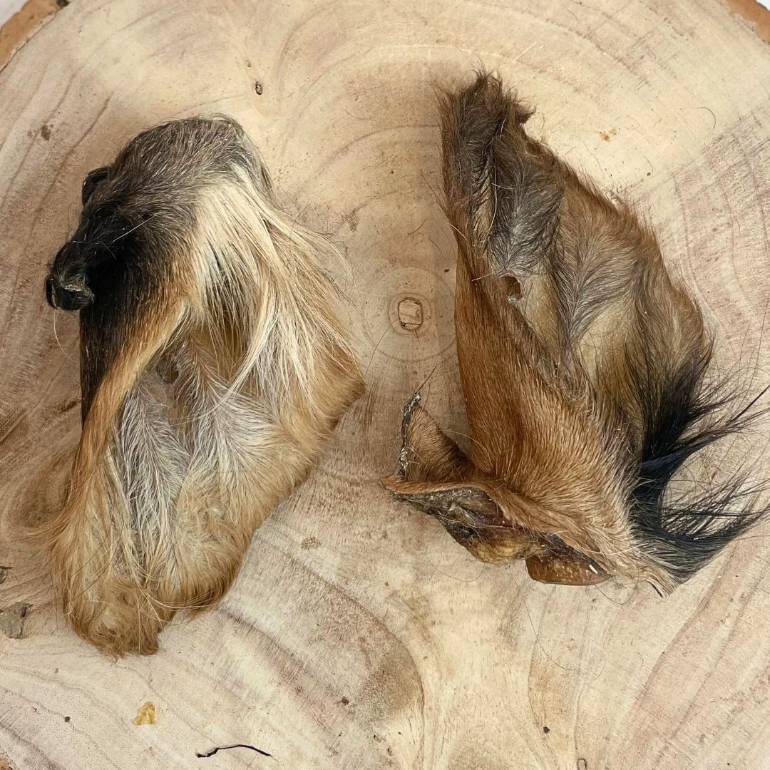 Large Hairy Cow Ear