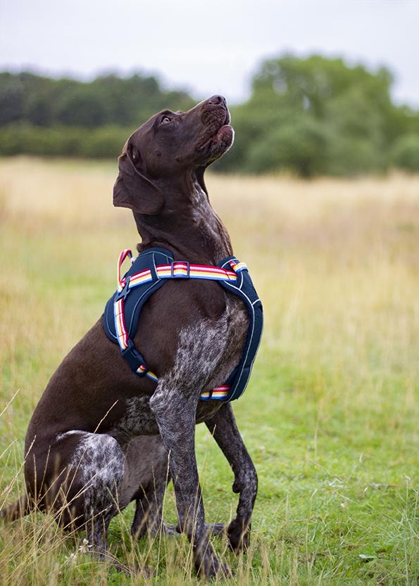 Joules - Rainbow Dog Harness