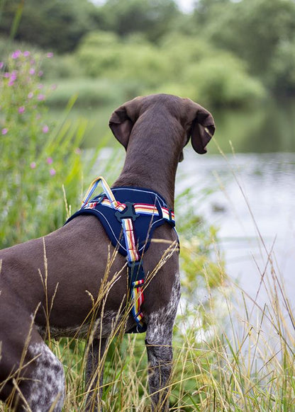 Joules - Rainbow Dog Harness