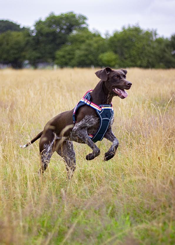 Joules - Rainbow Dog Harness