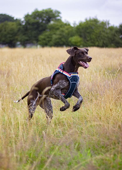 Joules - Rainbow Dog Harness