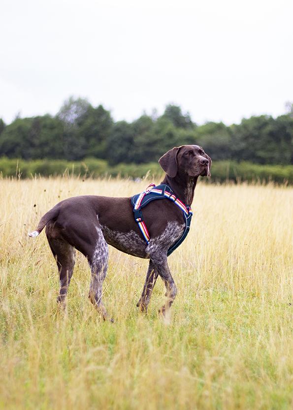 Joules - Rainbow Dog Harness