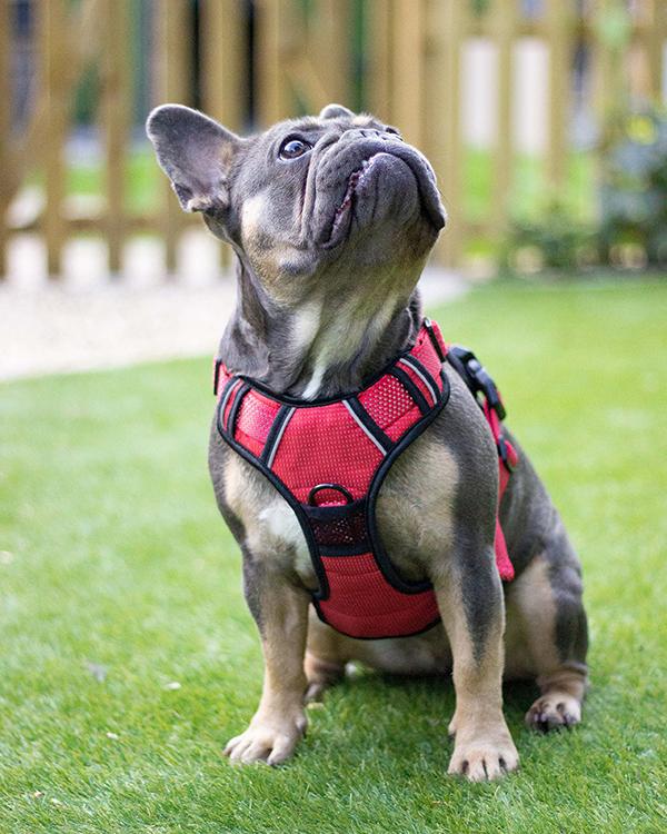 Red Reflective Harness