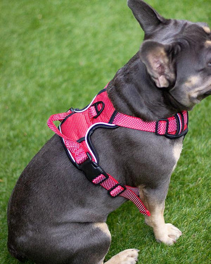 Red Reflective Harness