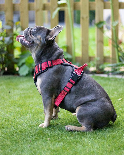 Red Reflective Harness